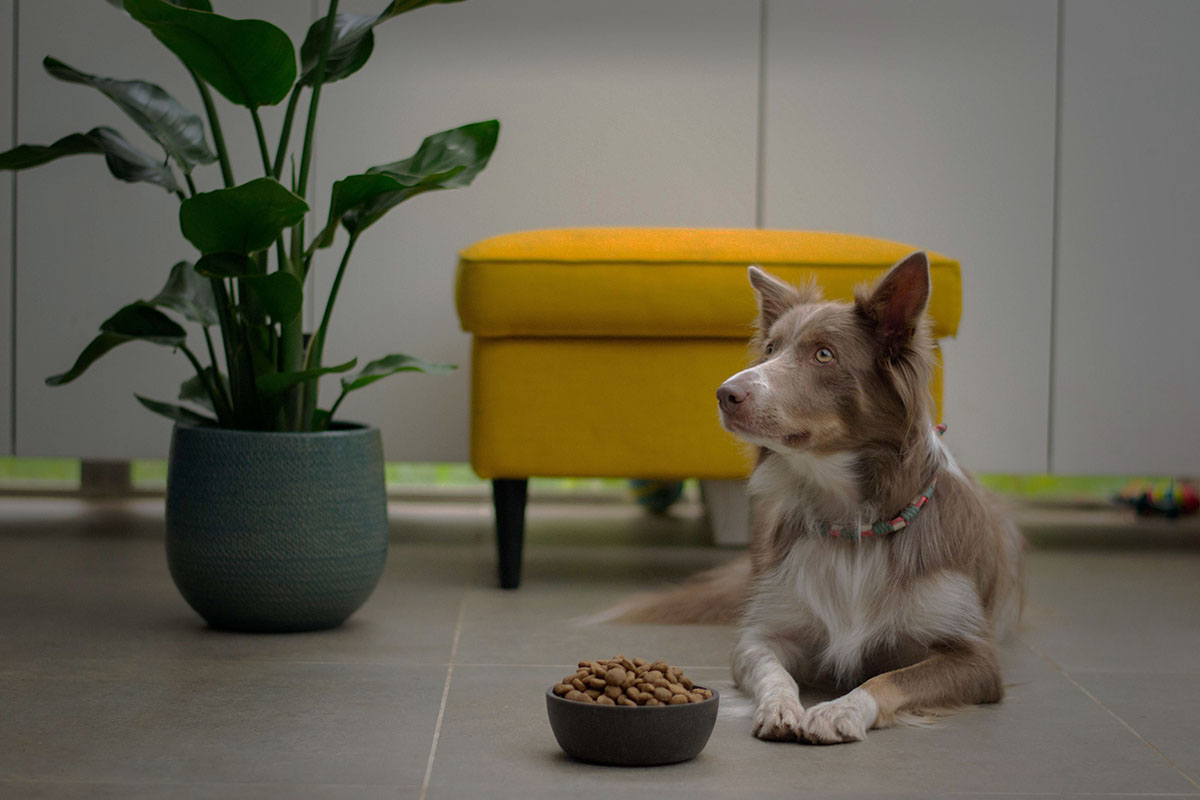 dog looking forward with food bowls in front of him